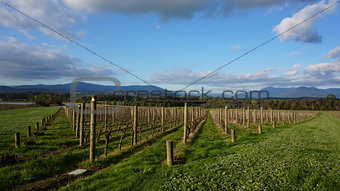 Neat rows of grape-bearing vines in a vineyard