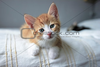 red and white kitten front looking on a beige blanket