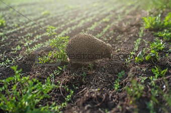 hedgehog at the field