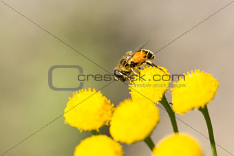 Insect Covered in Pollen on Flower