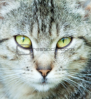 Closeup Portrait of The Head of Grey Cat