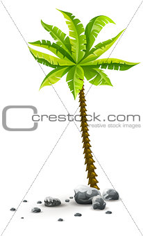 Isolated tropical coconut palm tree with green leaves