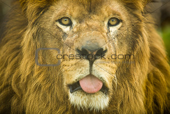 Male lion tongue