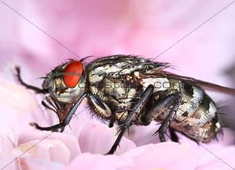 Common housefly in pink flower