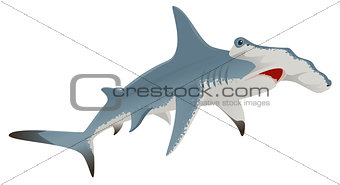 Big hammerhead shark