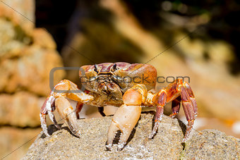 Hairy leg mountain crab, Tachai island, Phang Nga, Thailand