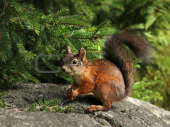 Cute red squirrel under a spruce branch