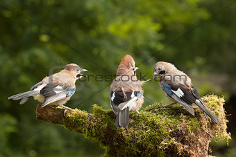Jay bird family of three feeding
