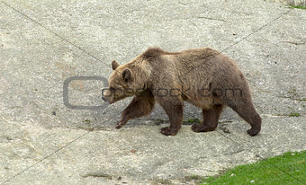brown bear during summer