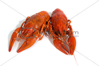 Two Boiled crayfishs on isolate white background