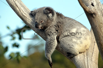 Australian Koala sleeping in a gum tree