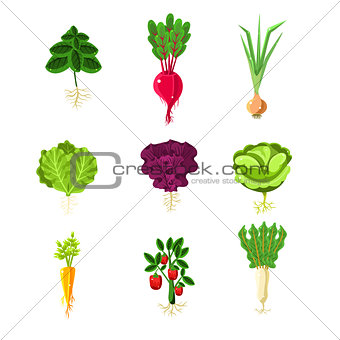 Fresh Vegetables With Roots Primitive Illustrations Set