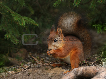 Red squirrel in green forest environment