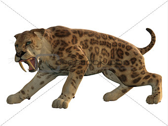 Saber-Tooth Cat Angry