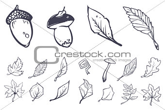 Sketch leaves elements set