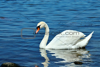 Young beautiful mute Swan, lat. Cygnus olor