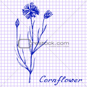 Cornflower. Botanical drawing on exercise book background