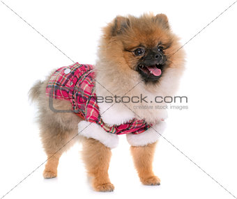 young pomeranian dog dressed 
