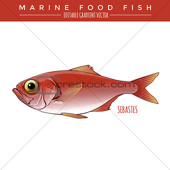 Sebastes. Marine Food Fish