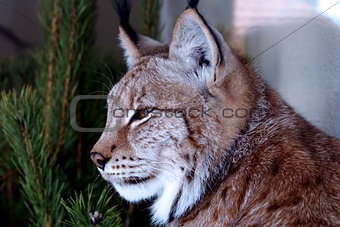 Siberian lynx sitting near a tree