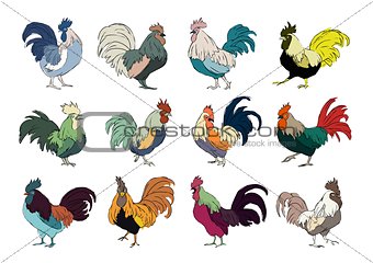 Set of colourful rooster on white
