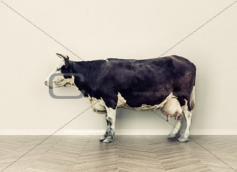 the cow in a room