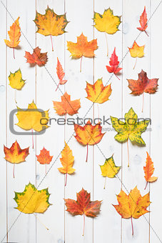 collection of colorful maple leafs