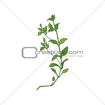 Green Wild Plant Hand Drawn Detailed Illustration