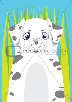 Dalmatian in the grass on blue background
