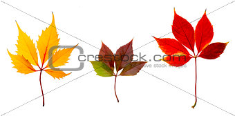 Autumn Colors Leaves