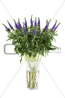 Flowers Veronica Isolated