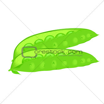 Pods of green peas isolated vector illustration
