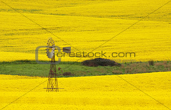 Windmill in a field of Canola