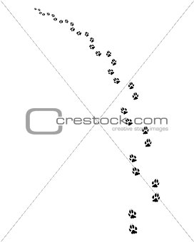 footprints of dogs