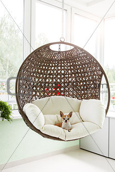 Dog in a suspended chair