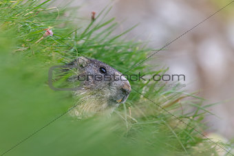 Alpine marmot (Marmota marmota) in the French Alps 