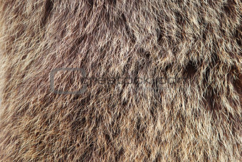 texture brown Siberian bear Ursidae skins