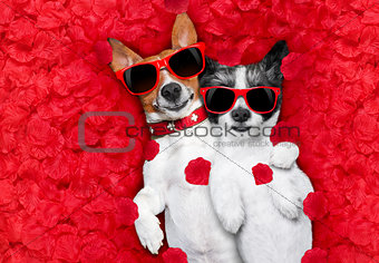valentines couple of dogs in love 