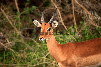 Impala, Tsavo East National Park