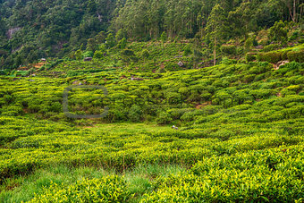 Sri Lanka: highland tea plantations in Nuwara Eliya