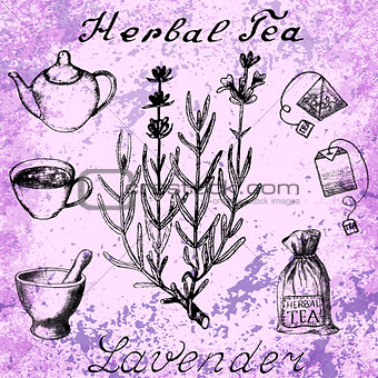 Lavender hand drawn sketch botanical illustration