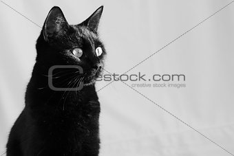 beautiful young black cat in home interior