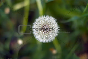 White dandelion in a field among green grass. View from above.