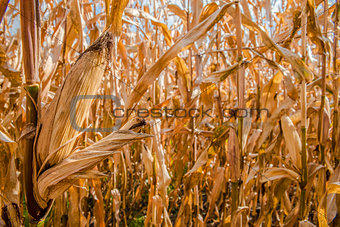 Corn field before harvesting