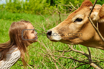 Smiling schoolgirl plays with a cow