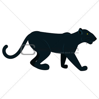 Black panther wild animal isolated on white.