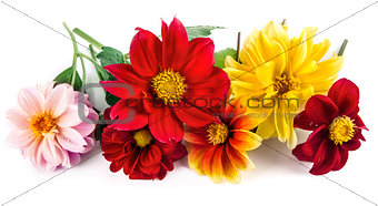 Bunch bright red and yellow flowers with