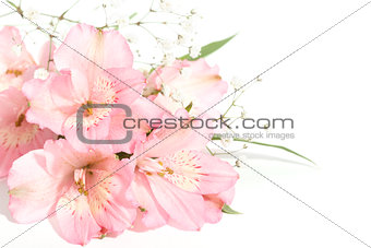small bouquet of alstroemeria with gypsophila on a white backgro