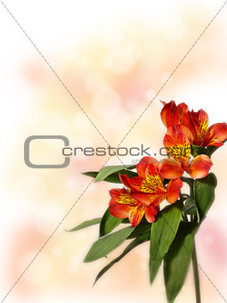 small bouquet of red alstroemeria on a colored background