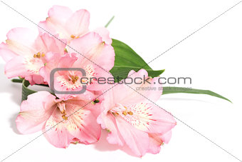 small bouquet of alstroemeria on a white background